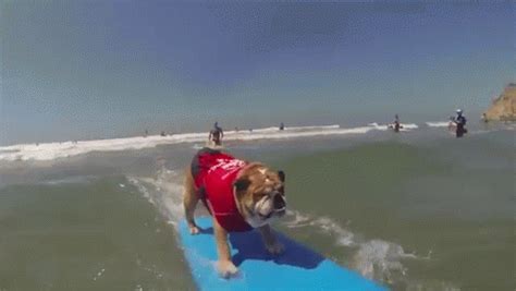 Surfing Dog GIF - Dog Surfing Animals - Discover & Share GIFs