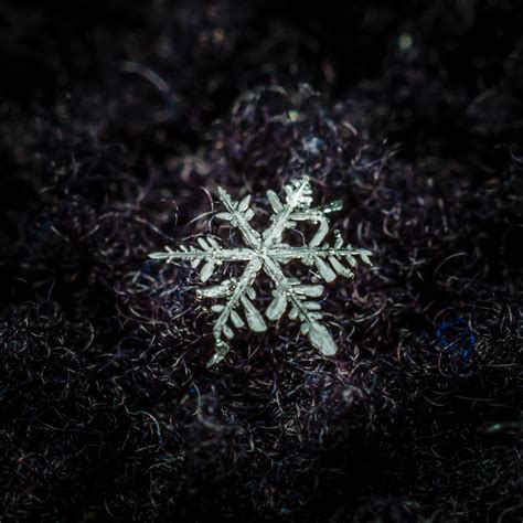 Snowflake | Photographer Interviews: Telling the Story Behind ...