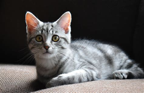 Waarom Miauwt Mijn Kat Veel? 8 Oorzaken En Oplossingen - Kat.nl