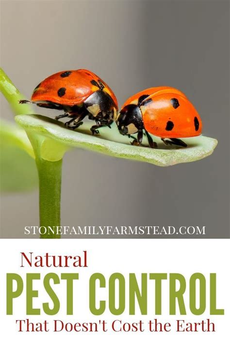 Natural Pest Control On The Homestead Artofit