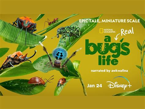 'A Real Bug's Life' Comes to Disney+ - GeekDad