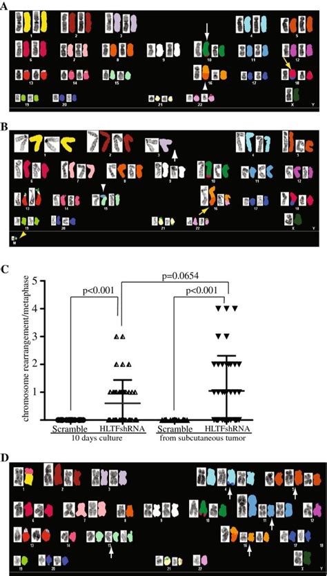 Hltf Knockdown Induces Chromosomal Abnormalities In Hct Colon Cancer