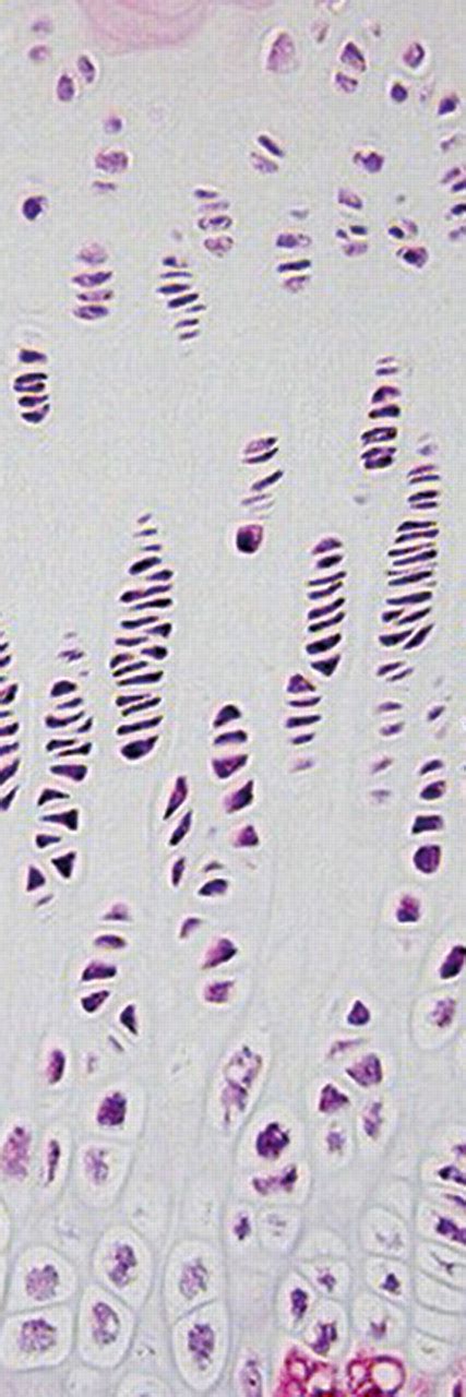 The Role Of Sex Hormones In The Kinetics Of Chondrocytes In The Growth