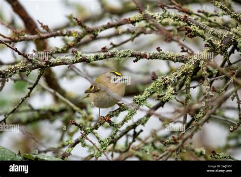 A Small Gold Crest Bird Between The Branches Stock Photo Alamy