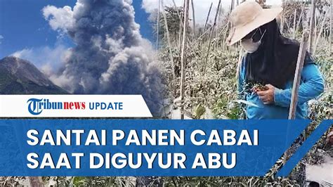 Sikap Santai Warga Lereng Merapi Saat Diguyur Abu Vulkanik Tetap Panen