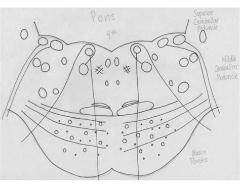 Pons Cross Section Quiz