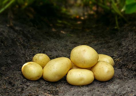 Mikado - Kartoffelguiden.dk