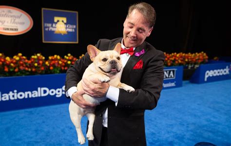 National Dog Show 2022 Winner French Bulldog Winston Is Best In Show