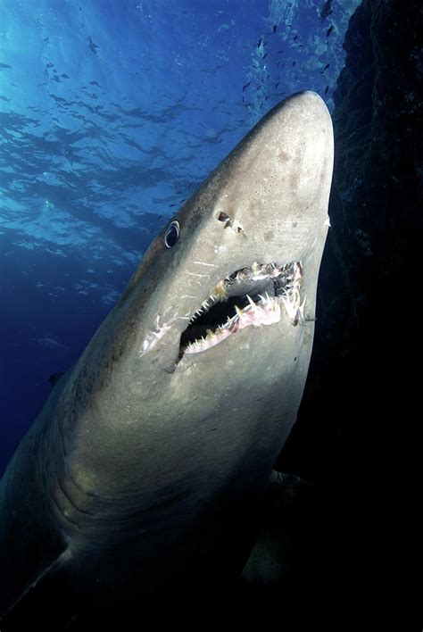 Smalltooth Sand Tiger Shark View From Below Canary Islands Photograph