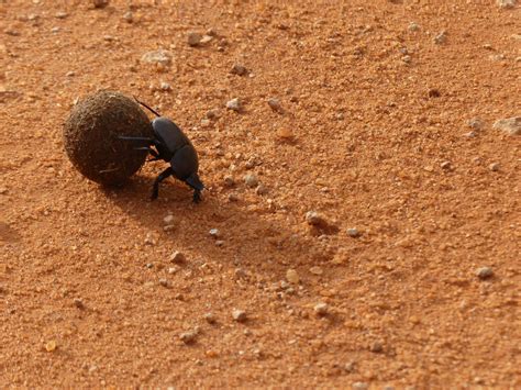 inordinate fondness  dung beetles