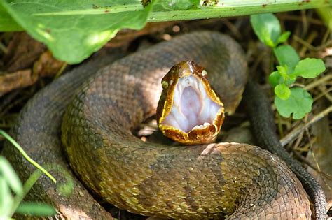 Which State Has More Venomous Snakes Texas Or Arkansas Worldatlas