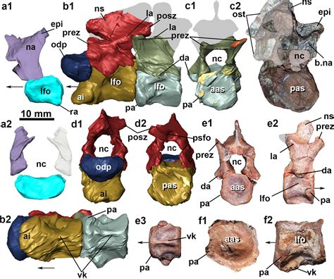 Scielo Brasil Intraspecific Variation In The Axial Skeleton Of