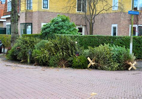 Alle Kerstbomen Verzamelen De Heemsteder Bloemendaler