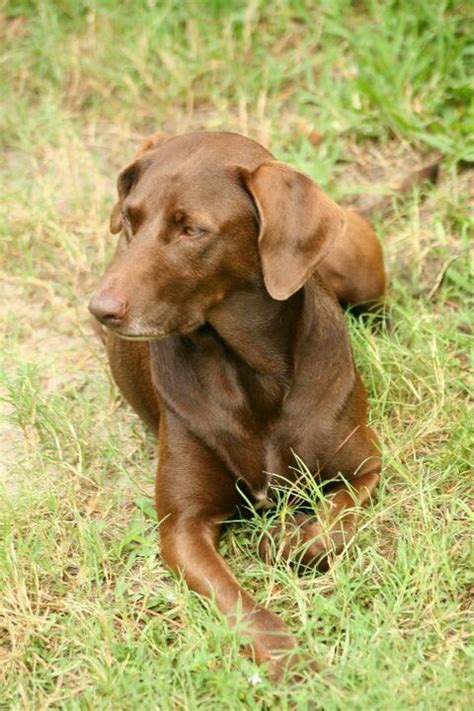 My Chocolate Lab And Chesapeake Bay Retriever Mix Kokooh This Looks