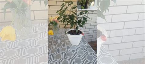 Фикус бенджамина купить в Ростове-на-Дону | Товары для дома и дачи | Авито