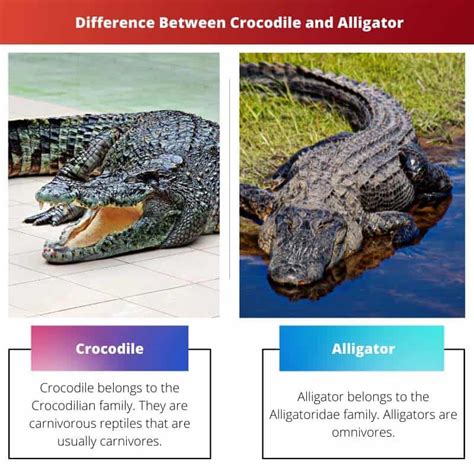 Crocodile vs Alligator: Difference and Comparison