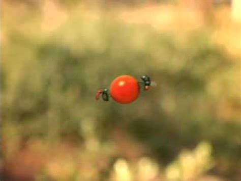 Помидорка Черри - YouTube