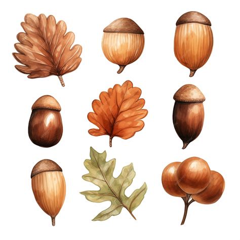 A drawing of a group of different colored nuts and a tree branch