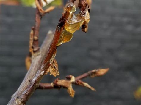 Why Is My Apricot Tree Oozing Sap Mandycanudigit