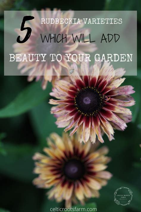 5 Rudbeckia Varieties Which Will Add Beauty To Your Garden Garden