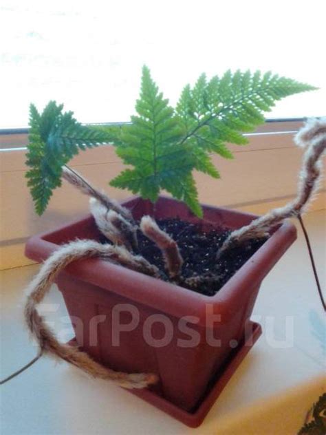 Папоротник Даваллия, в наличии. Цена: 500₽ во Владивостоке