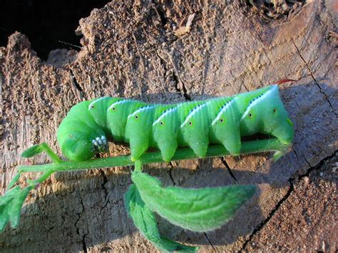 Green Horned Caterpillar by RonStonehenge on DeviantArt