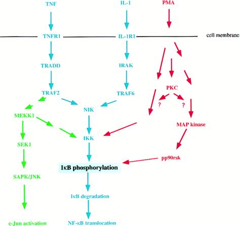 NF κB Activation The IκB Kinase Revealed Cell