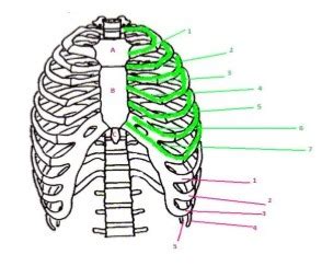 Rib Cage Diagram Quizlet