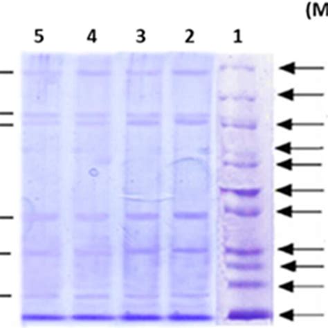 SDSPAGE Patterns Of Proteins In Nuggets At 0 And 90th Day Of Storage