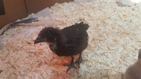 Black Sex Link Or Something Else Backyard Chickens Learn How To Raise Chickens