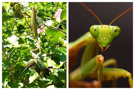 Watch Praying Mantis Feast on Bird in Horrifying Video: 'Brutal to Watch'