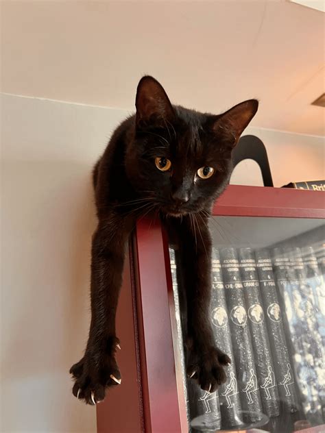 A fear-inducing rabid wild beast: Eris Kattarina, 3yo, 2kg, loves ...