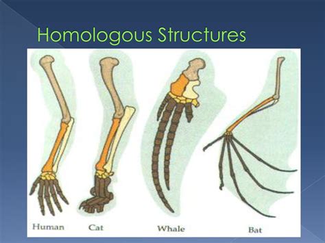 Introduction To Evolution Chapter Ppt Download