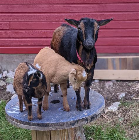 Hidden Spring Farm | Deerfield NH