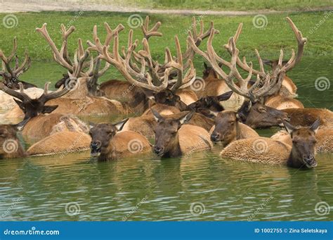 Elks in the pond stock image. Image of water, leather - 1002755