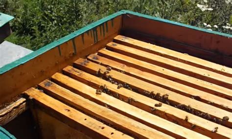 Геометрия пчелиных сот: размеры и форма ячеек в пчеловодстве