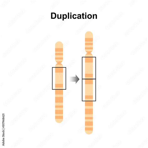 Scientific Designing Of Duplication Chromosomal Mutation Colorful