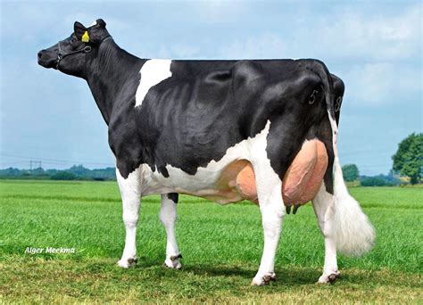 Holstein Friesian Cattle