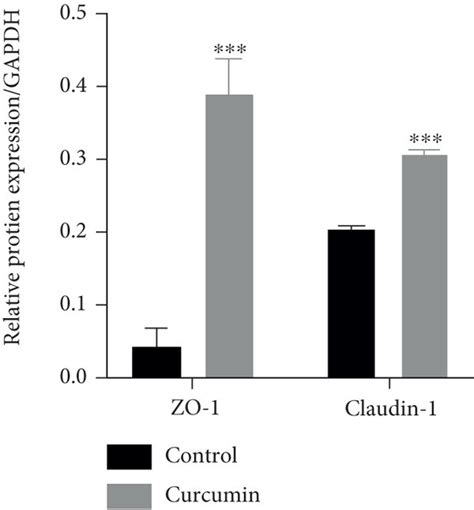 Curcumin Treatment Enhances Tight Junction Proteins In Caco