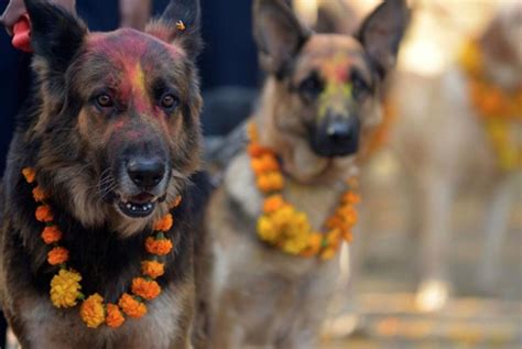 Why Dogs Shvan Are Gods A Major Belief In Hinduism