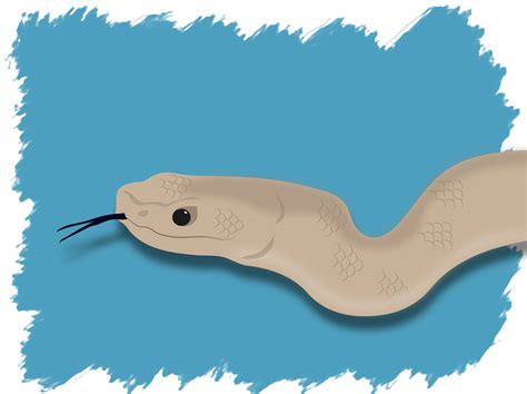 Simple Ways to Identify a Venomous Snake - wikiHow