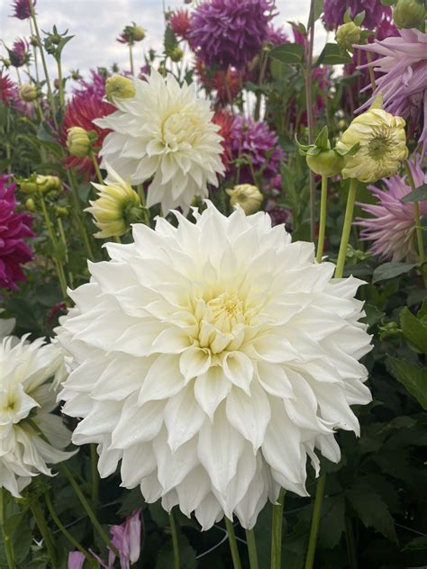 Ac Casper Soaring Heart Dahlias