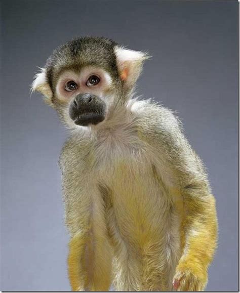Забавные обезьяны от фотографа Джилл Гринберг