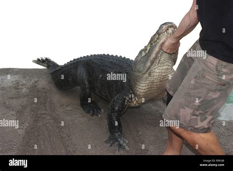 Alligator Wrestling Hi Res Stock Photography And Images Alamy