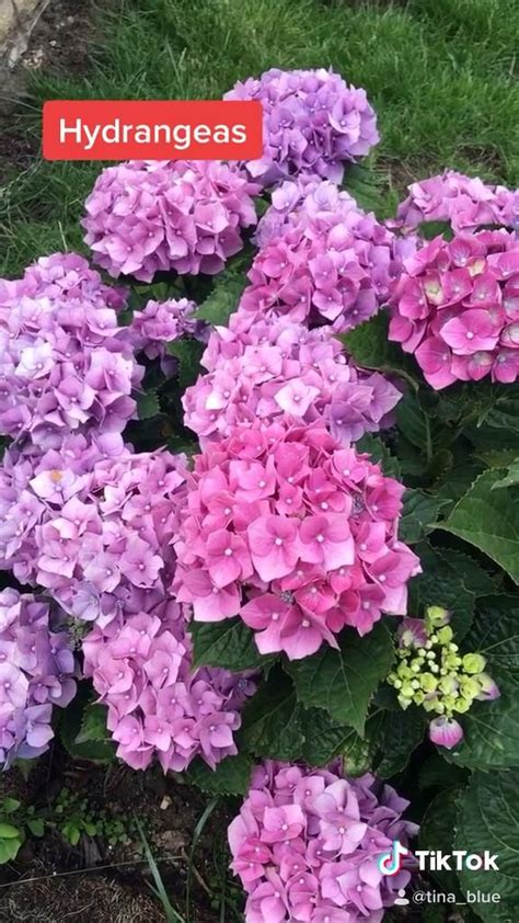 Stunning Hydrangea Varieties You Need To Know About Artofit