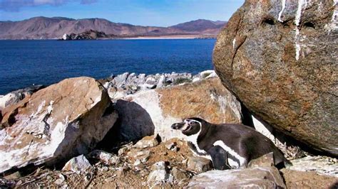 The penguin genus: Spheniscus