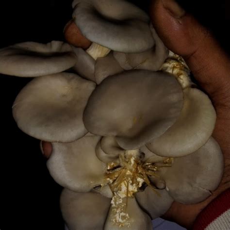 Agro Mushroom YouTube