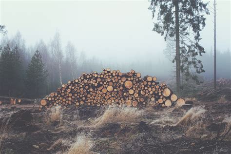 What Happened to Sustainable Forestry? - Nature Alberta