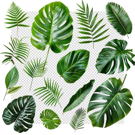 Premium PSD Monstera Deliciosa Leaf Isolated On Transparent Background