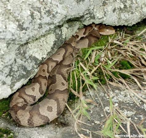 Copperhead Big Cedar Mtn Ga Whiteblaze Gallery